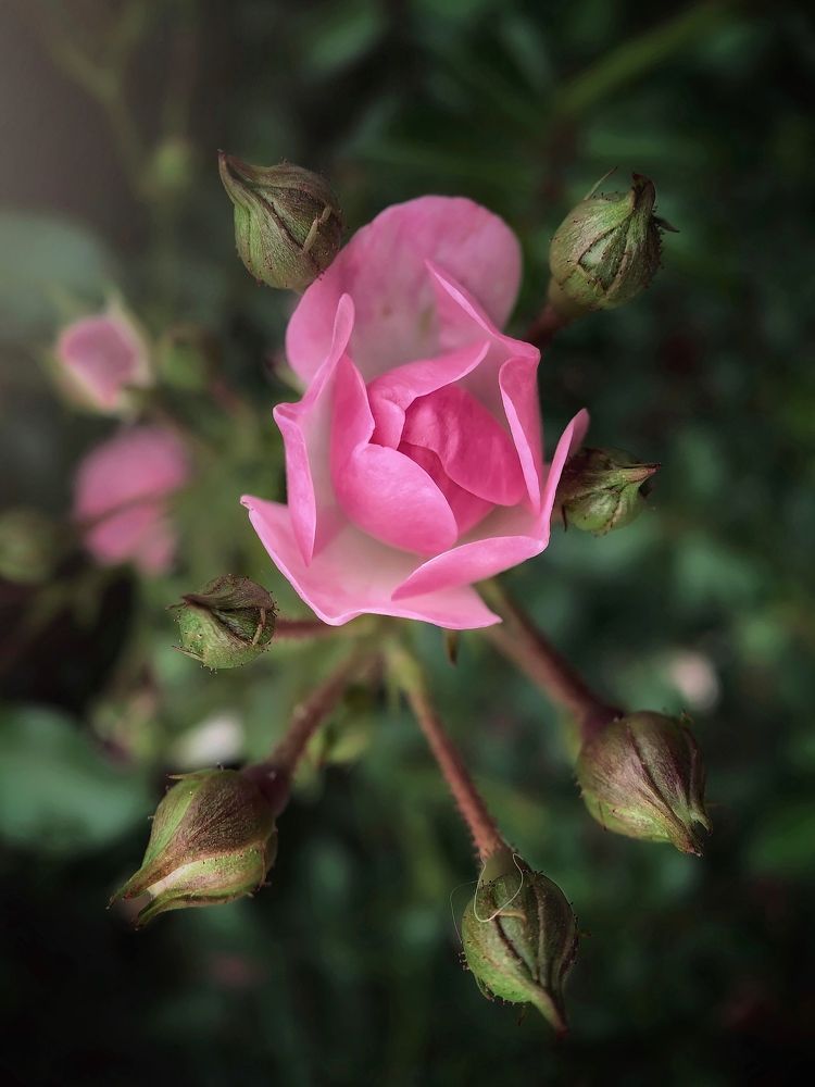 Photograph by Сергей Протасов