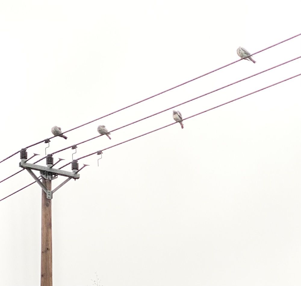 Photograph by Agnes Danielsson