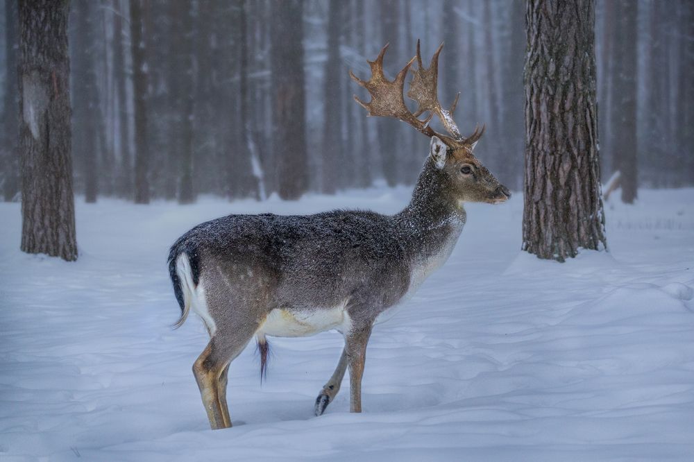 Photograph by Константин Кукушкин