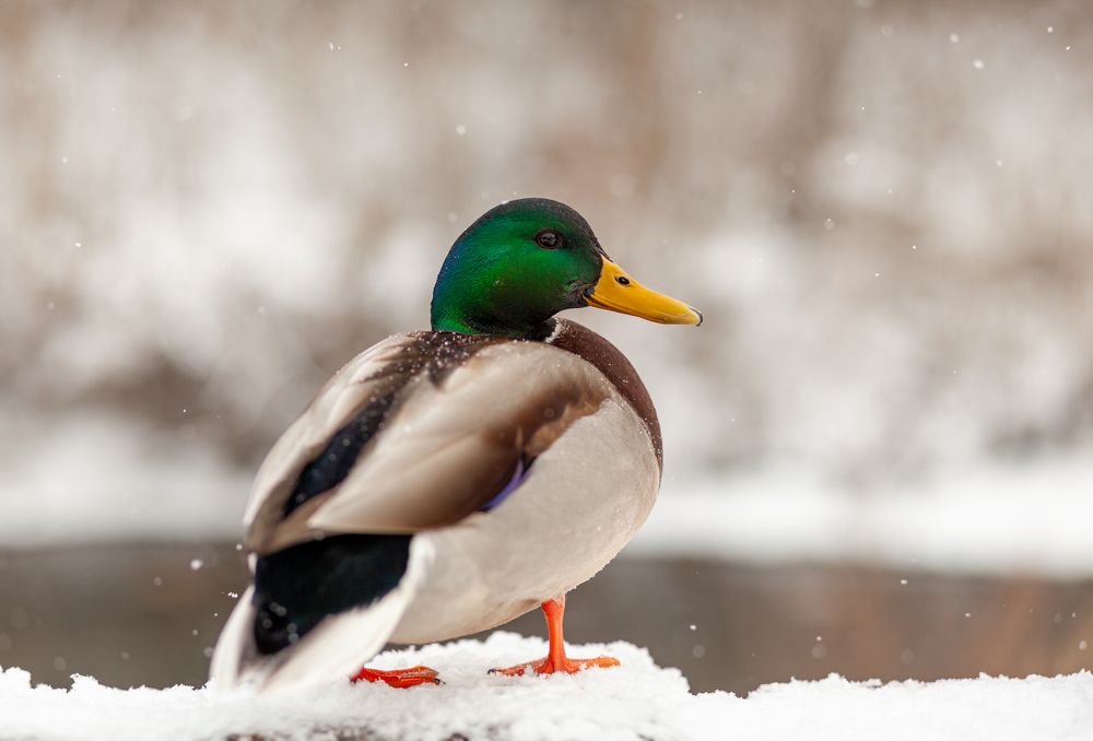 Photograph by Савицкий Анатолий