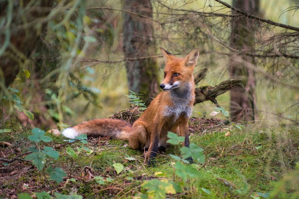 Photograph by Николай Васильев
