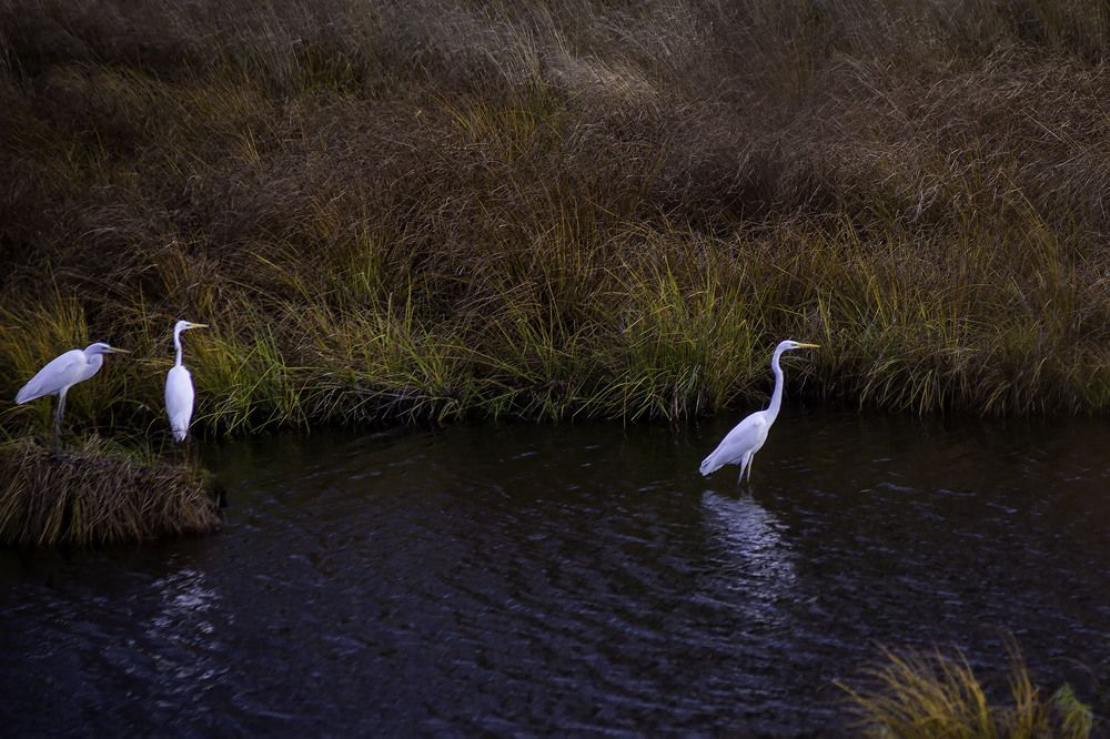 Photograph by Сергей Марков
