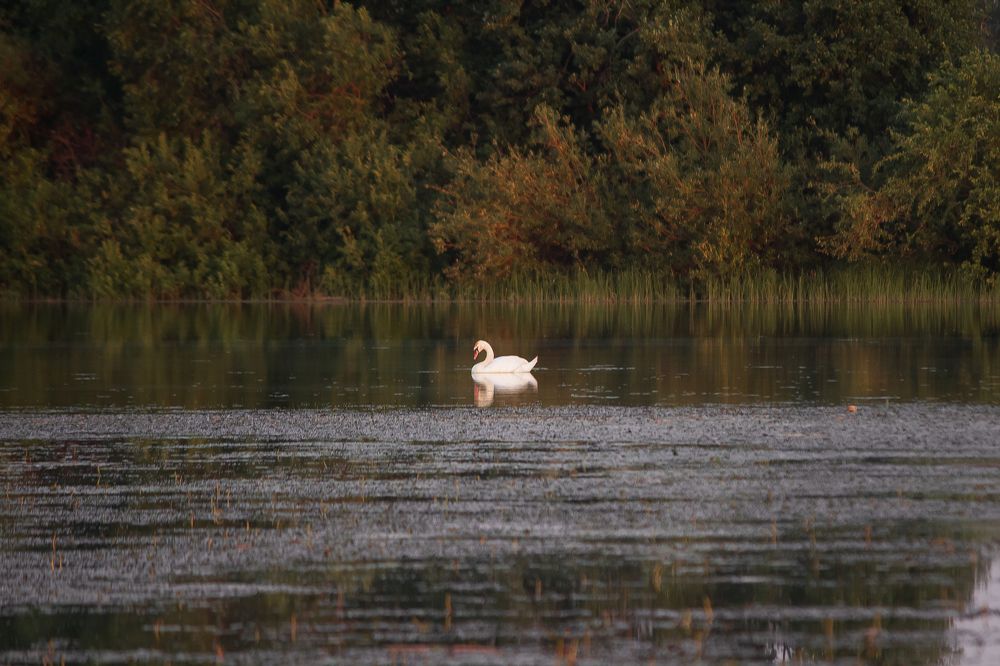 Photograph by Виктория Мамаева