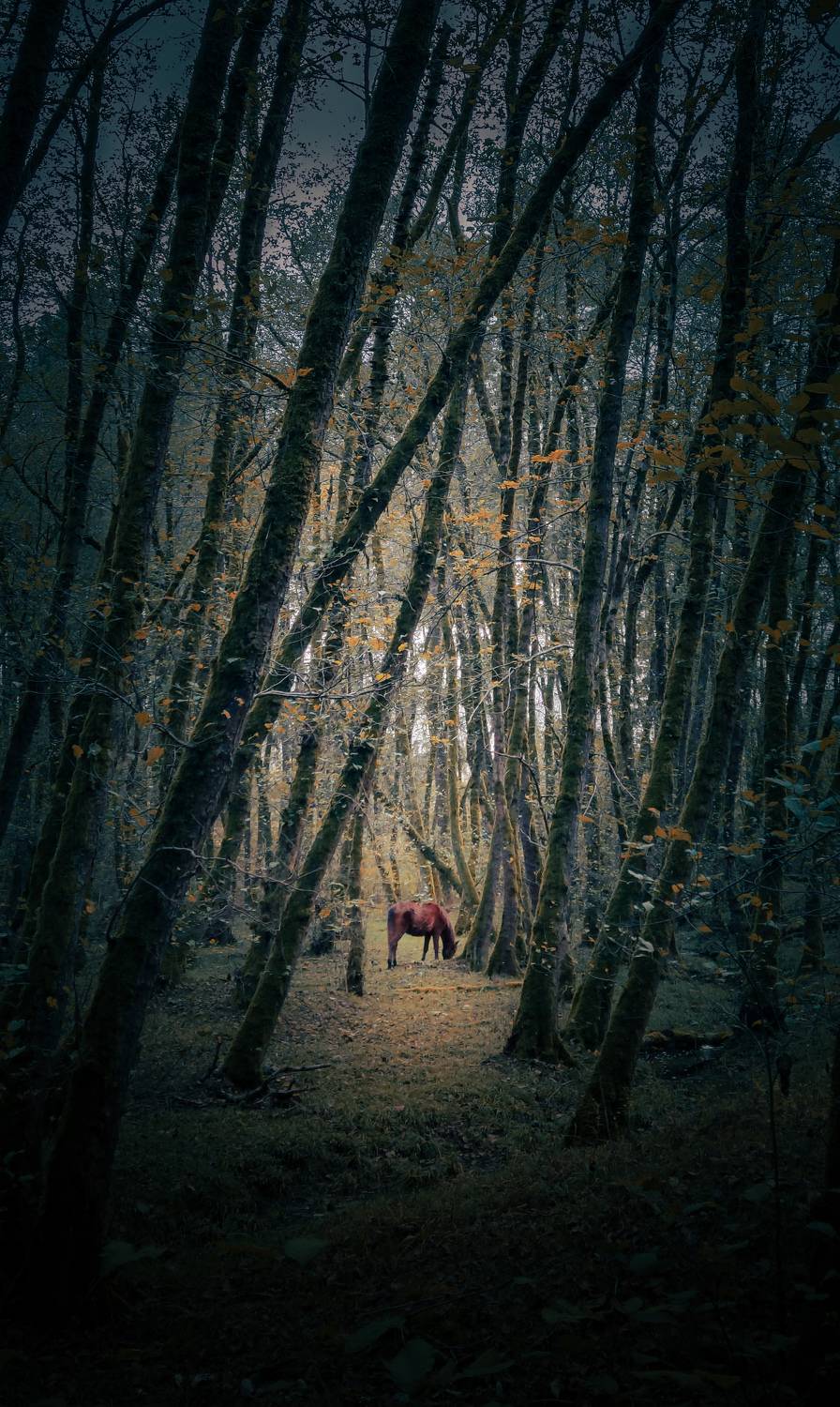 animal in nature