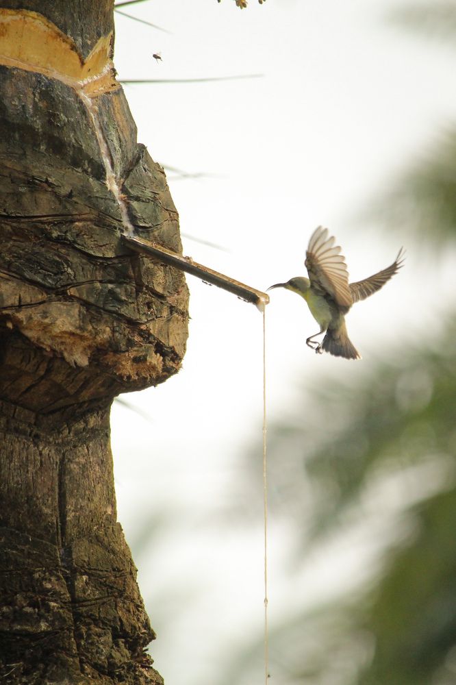 Photograph by Joy Mondal