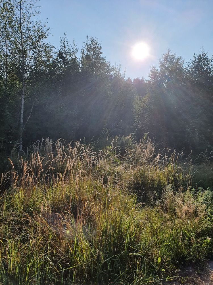 Фотография автора Надежда Лисицына