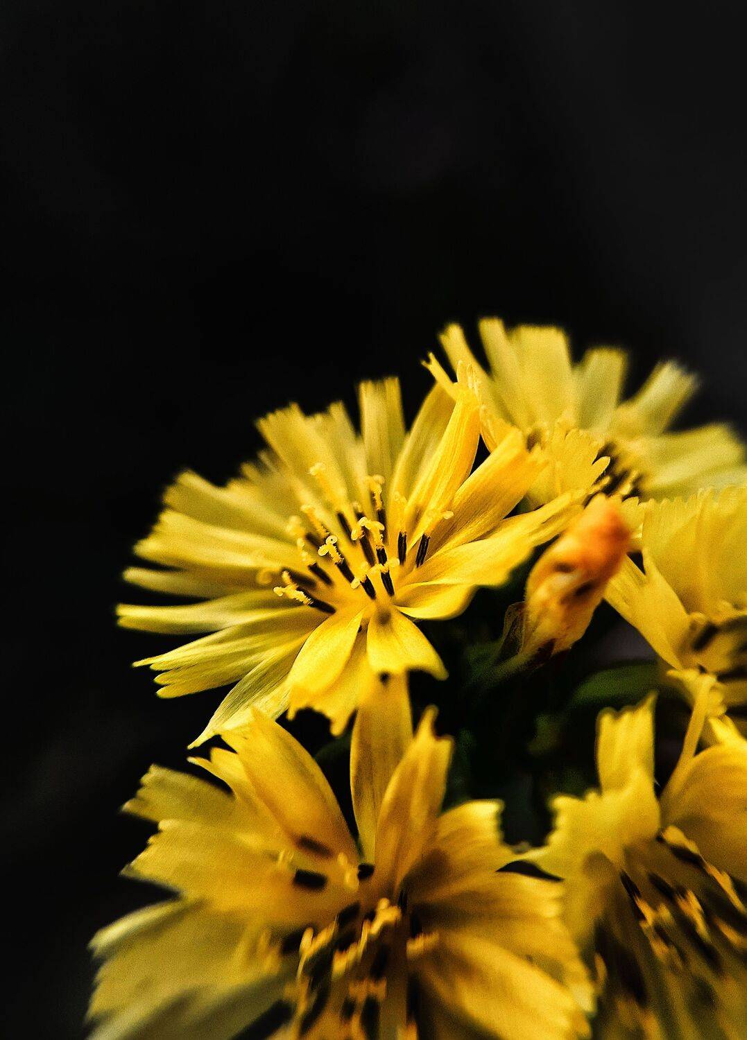 Pollen