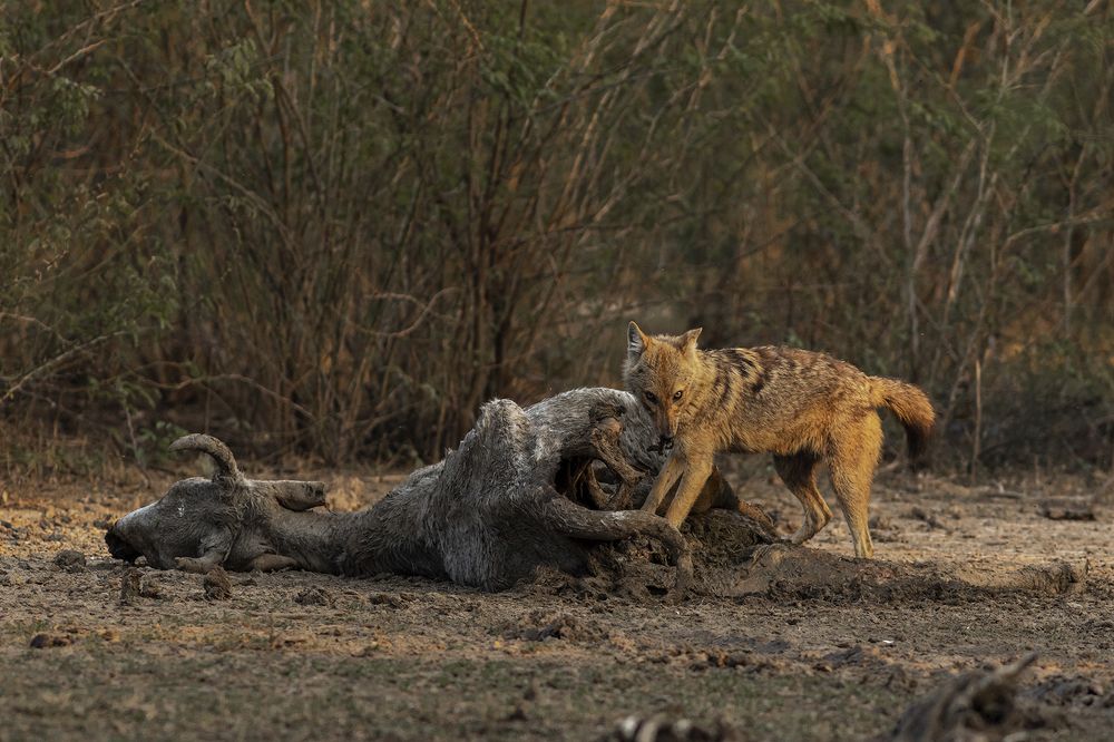 Golden Jackal With Kill