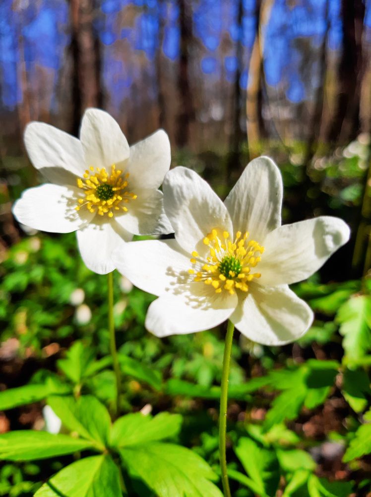 Фотография автора Светлана Дунаева