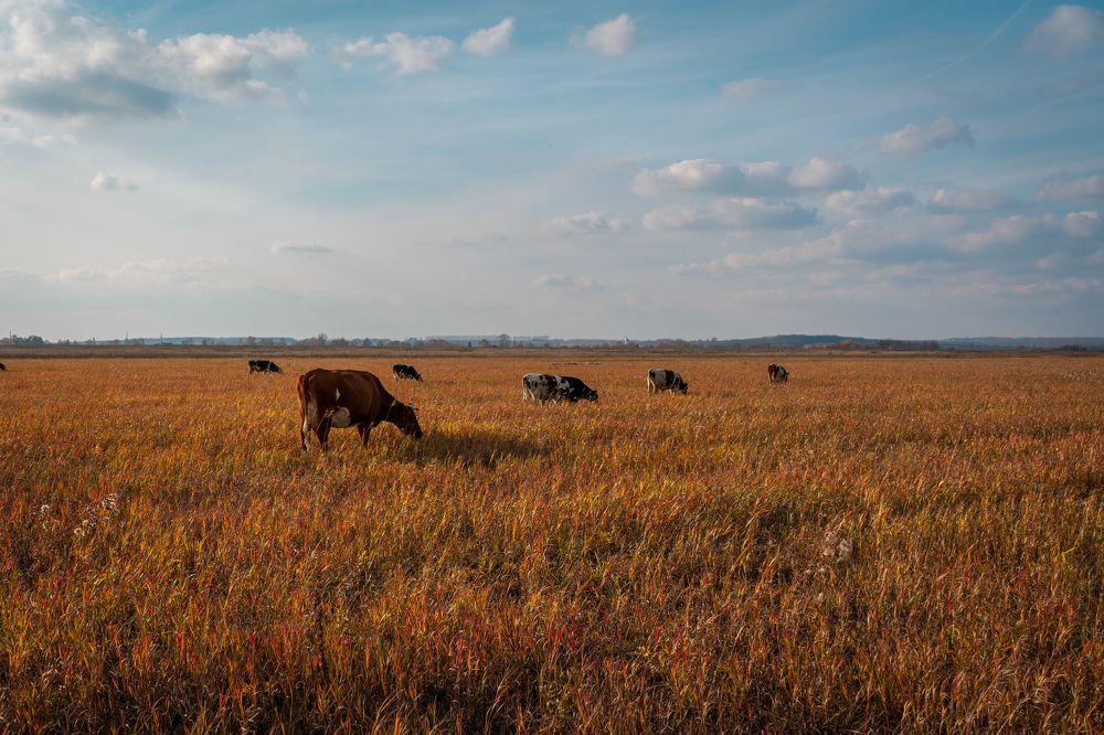 Золотое поле