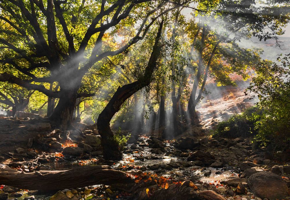 Photograph by Elham Khanpour