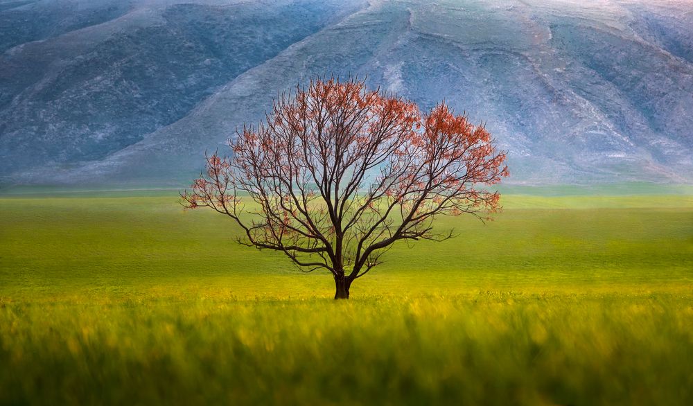 Photograph by Mehran Bagherian