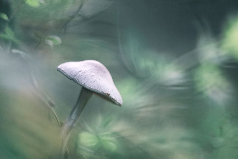 Плоды осени