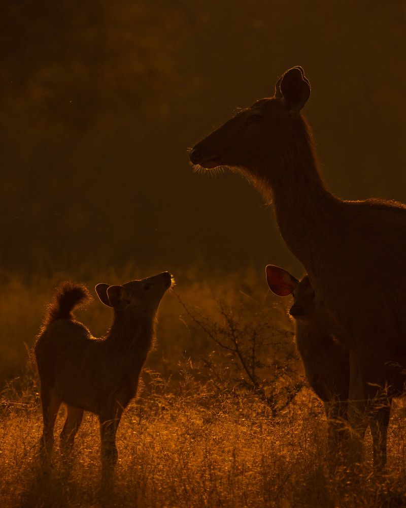 Photograph by Abhaya Shukla