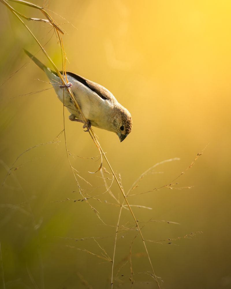 Фотография автора Niranjan Acharya