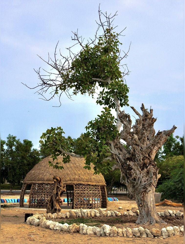 Photograph by Mojgan Sheykhi