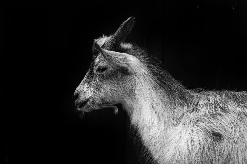 Фотография автора Антон Белобородов