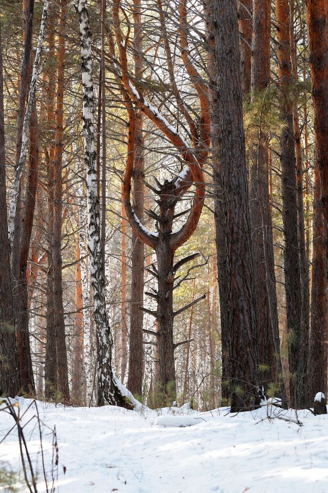 Photograph by Александр Горлов