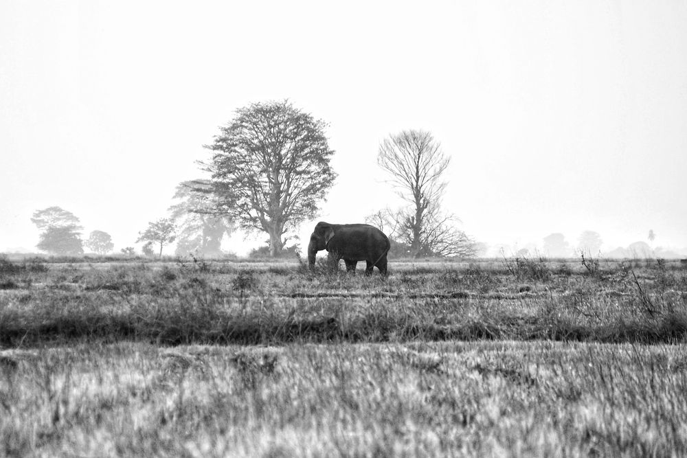 Photograph by Mohamed Aashik Mohamed Caseem