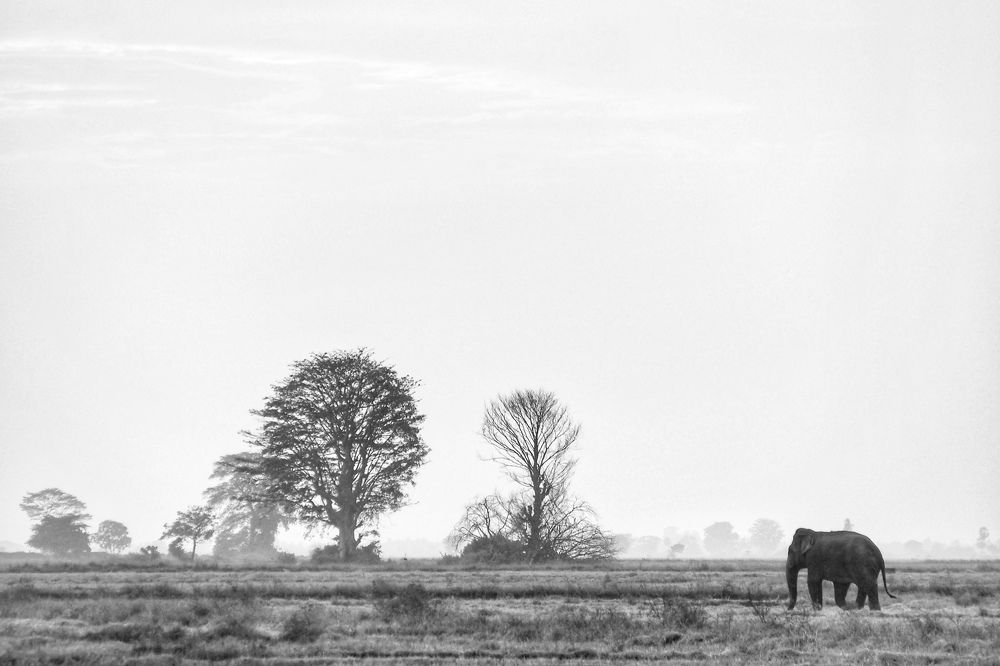 Photograph by Mohamed Aashik Mohamed Caseem