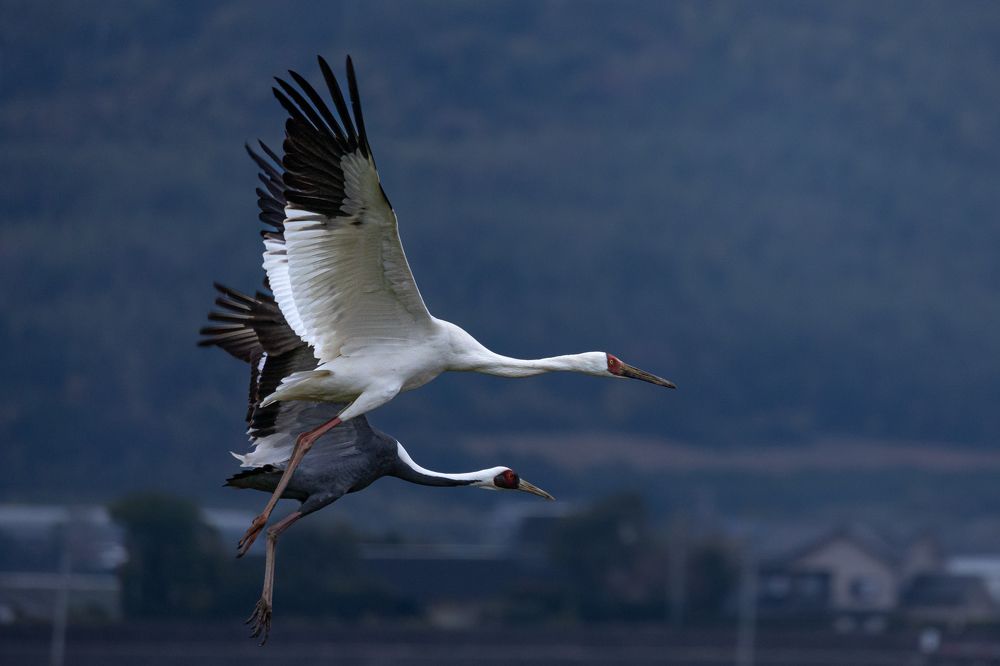 Siberian crane