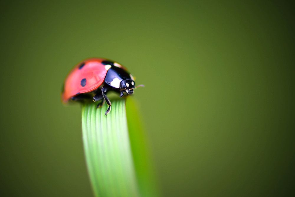 Photograph by Nelly Arnaudova