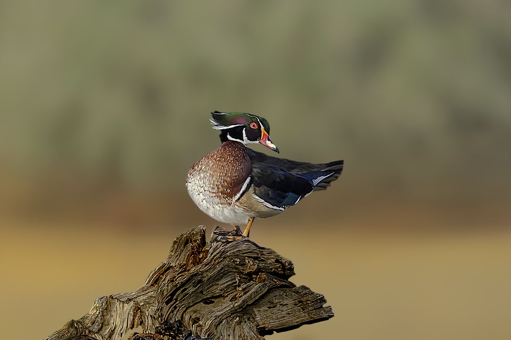 Фотография автора MOHAMED ISMAIL