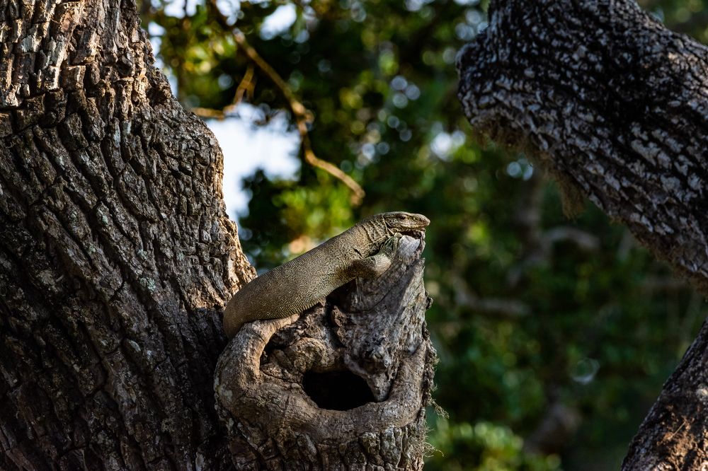 Photograph by MOHMED ABUBUKR ABDUL MAJEED