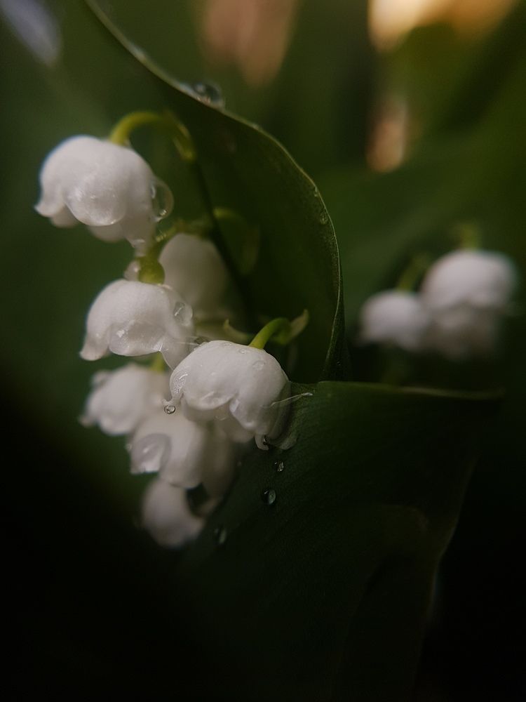 Photograph by Анна Нуразян