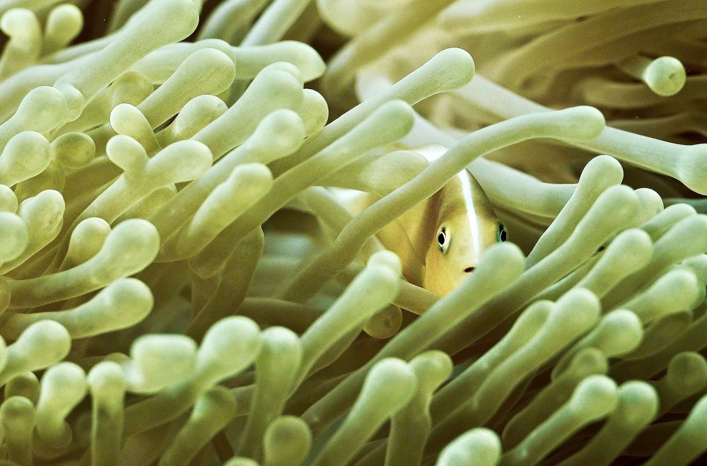 Photograph by Serge Melesan