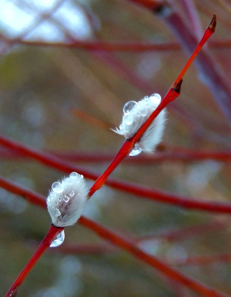 Photograph by Николай Николаевич Леухин