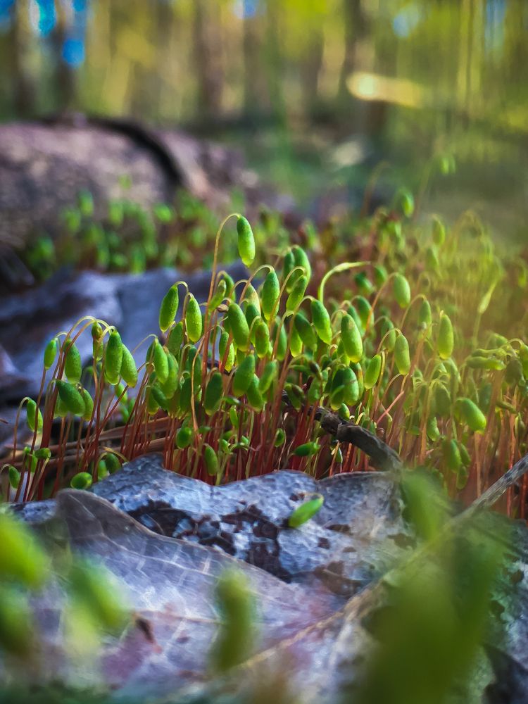 Photograph by Алла Шаталова