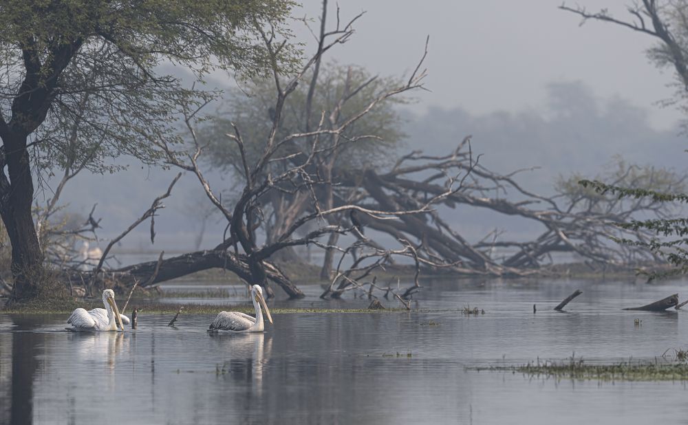 Фотография автора Ashok Behera