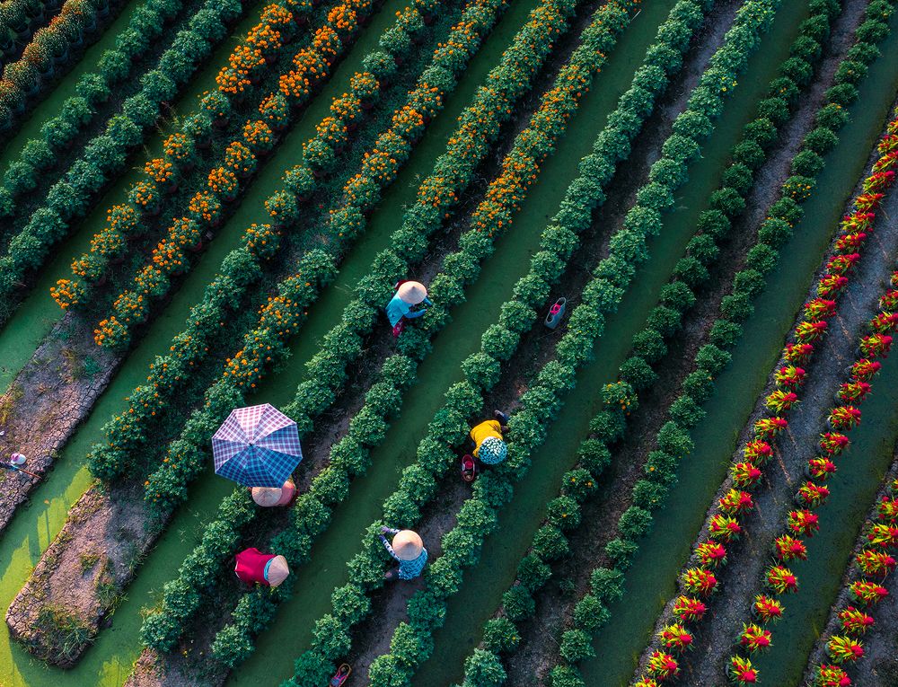 Spring Flower Havesting