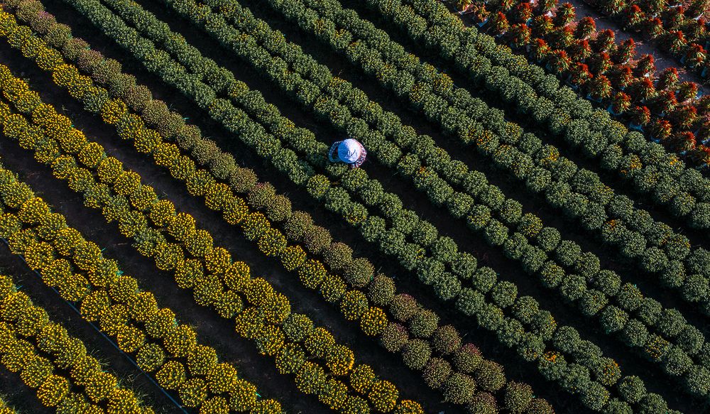 Spring Flower Havesting