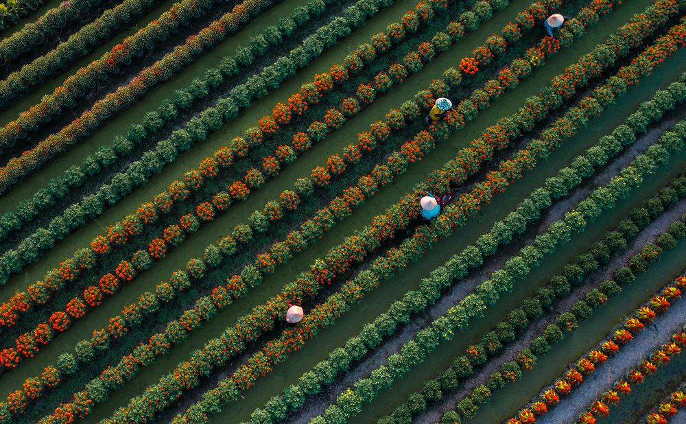 Spring Flower Havesting