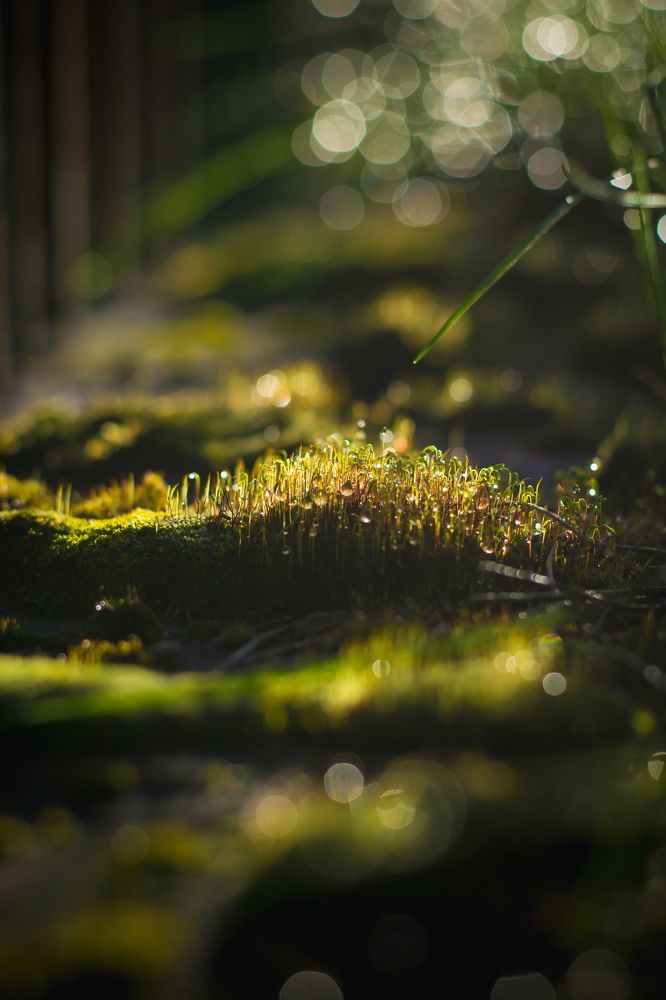 Photograph by Алла Шаталова