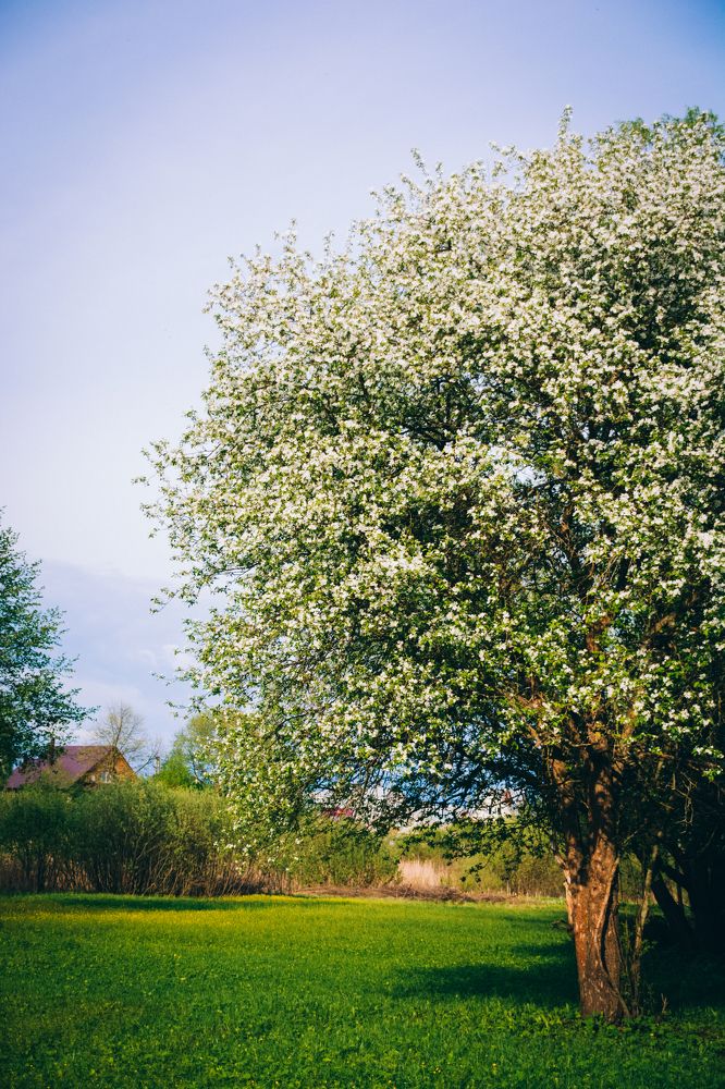 Photograph by Алла Шаталова