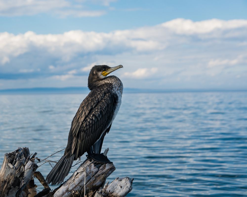 Фотография автора Анастасия
