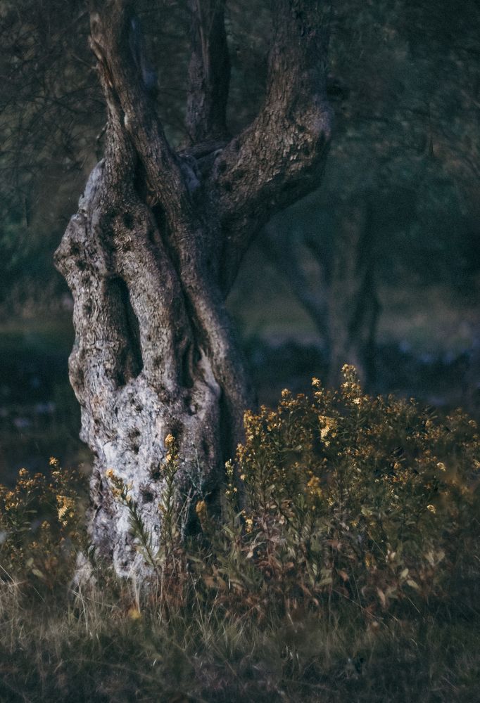 Оливковый сад в последних лучах уходящего солнца.