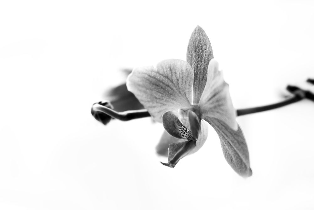 Photograph by Петр Зверев