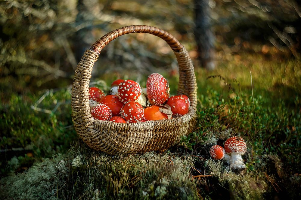 Photograph by Ольга Кобринская