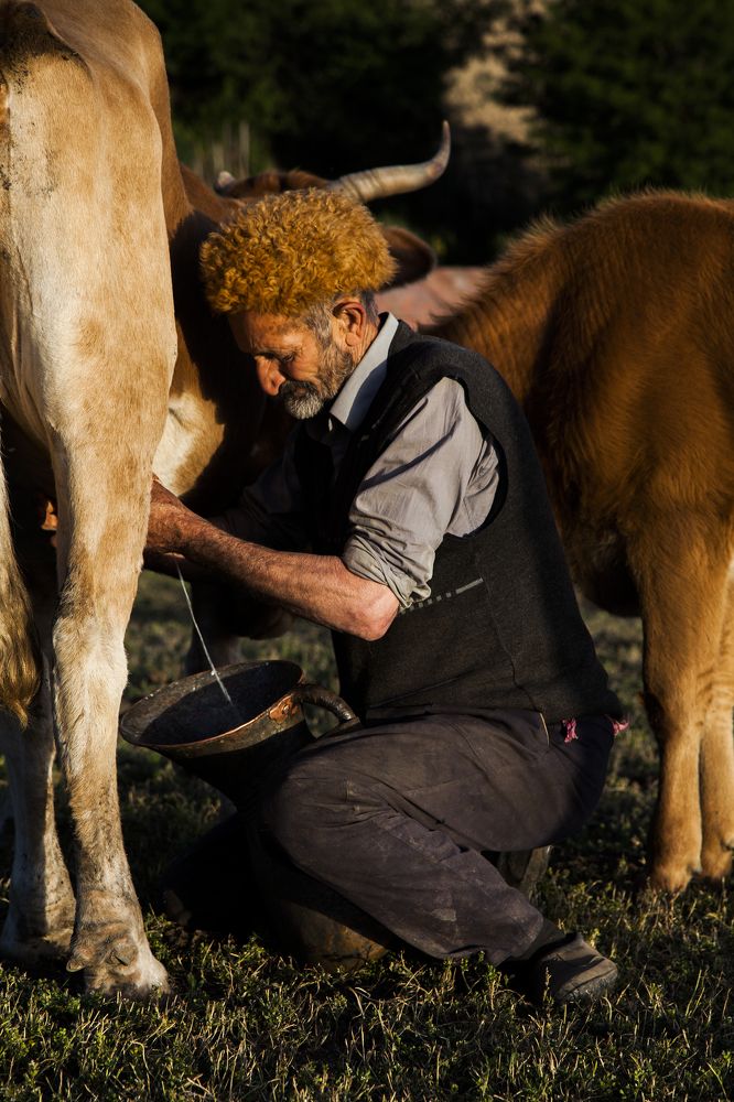 Cowman milking a cow