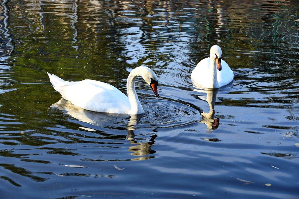 Photograph by Леонид Соснин