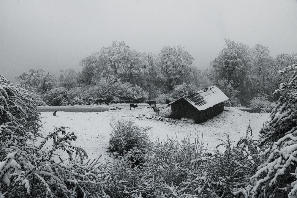 Photograph by mohammad reza zare