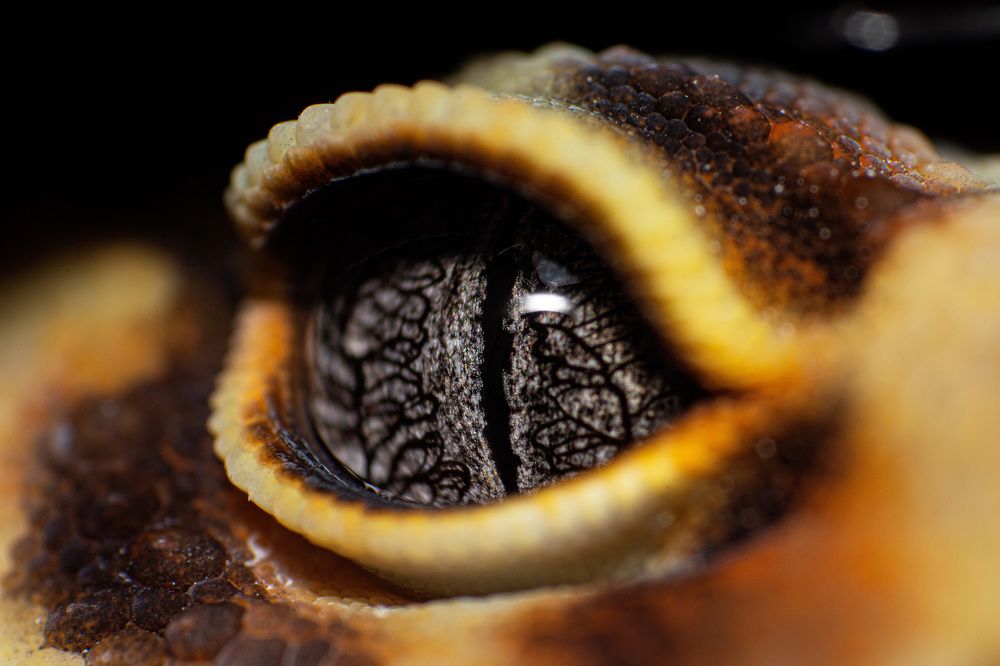 Photograph by Norman Celis