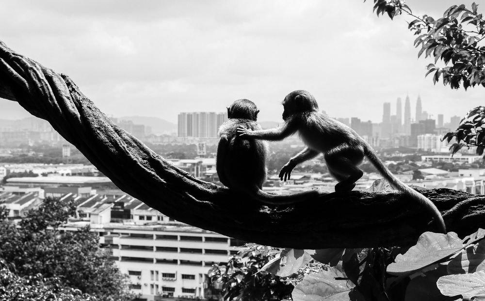 Фотография автора Sajeev Krishnan