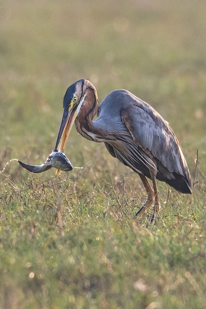 Photograph by Kumar Kranti Prasad