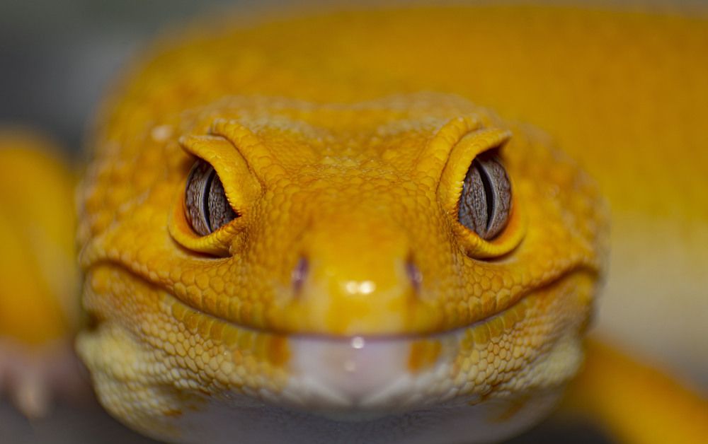 Sunglow Leopard Gecko