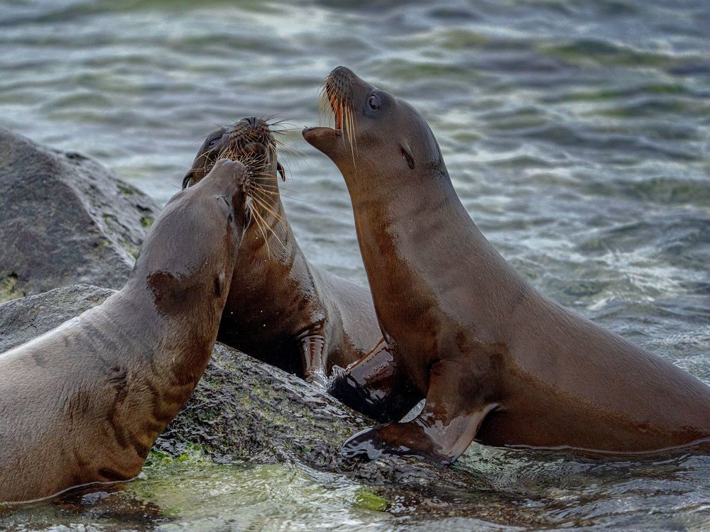 Фотография автора andrey gagarin